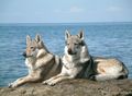 120px-Czechoslovakian_Wolfdog_pair.jpg